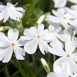 Phlox nain blanc, Phlox mousse blanc